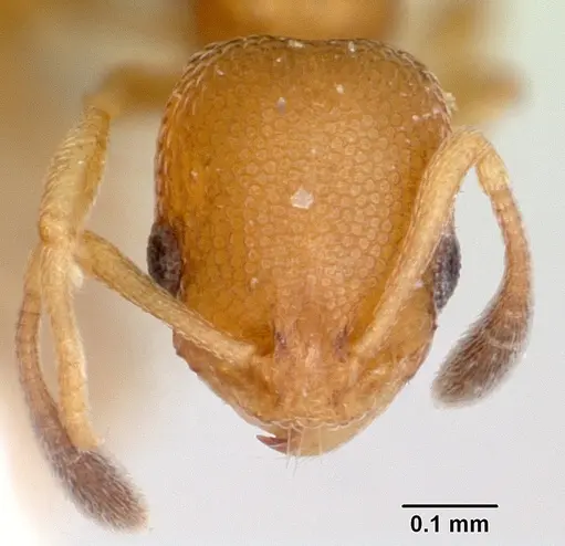 Cardiocondyla emeryi specimen CASENT0101217 image casent0101217_2