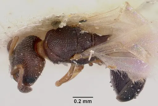 Cardiocondyla emeryi specimen CASENT0101778 image casent0101778_1