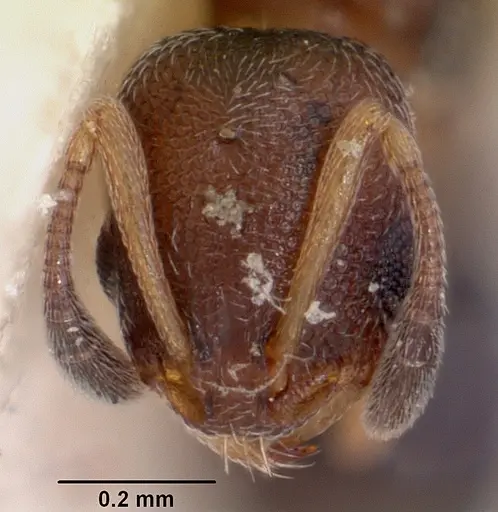 Cardiocondyla emeryi specimen CASENT0101778 image casent0101778_2