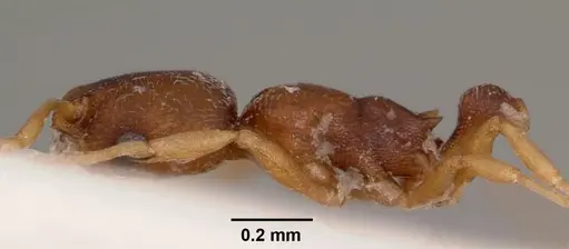 Cardiocondyla emeryi specimen CASENT0102942 image casent0102942_3