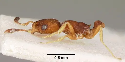 Cardiocondyla emeryi specimen CASENT0102942 image casent0102942_4
