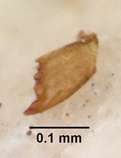 Cardiocondyla emeryi specimen CASENT0103302 image casent0103302_4