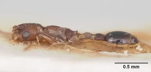 Cardiocondyla emeryi specimen CASENT0103302 image casent0103302_5