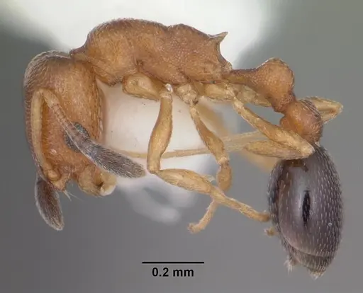 Cardiocondyla emeryi specimen CASENT0103733 image casent0103733_3