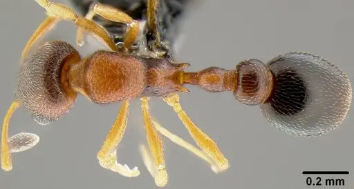 Cardiocondyla emeryi specimen CASENT0171087 image casent0171087_1