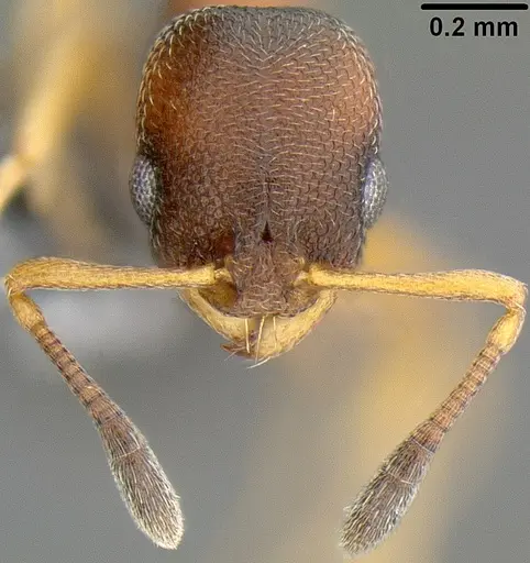 Cardiocondyla emeryi specimen CASENT0171087 image casent0171087_2