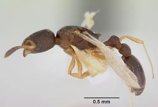 Cardiocondyla emeryi specimen CASENT0172628 image casent0172628_3