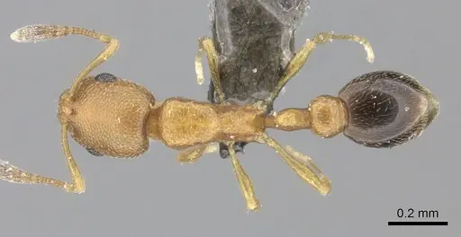 Cardiocondyla emeryi specimen CASENT0235861 image casent0235861_1