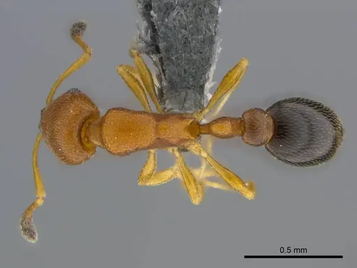 Cardiocondyla emeryi specimen CASENT0250183 image casent0250183_1