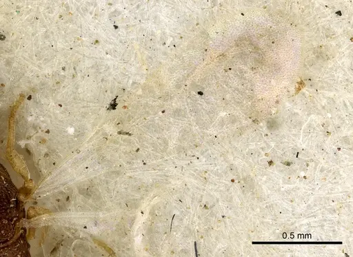 Cardiocondyla emeryi specimen CASENT0901745 image casent0901745_4