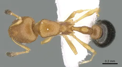 Cardiocondyla emeryi specimen CASENT0906359 image casent0906359_1