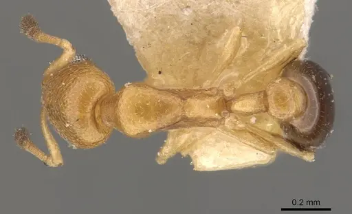 Cardiocondyla emeryi specimen CASENT0908342 image casent0908342_1