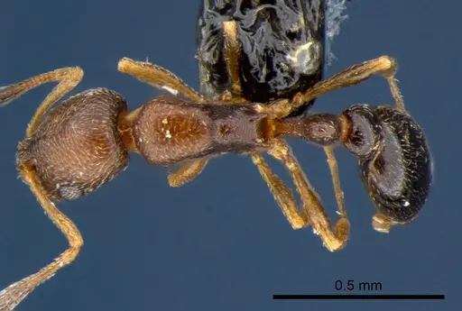 Cardiocondyla emeryi specimen CSIRONC0183 image csironc0183_1