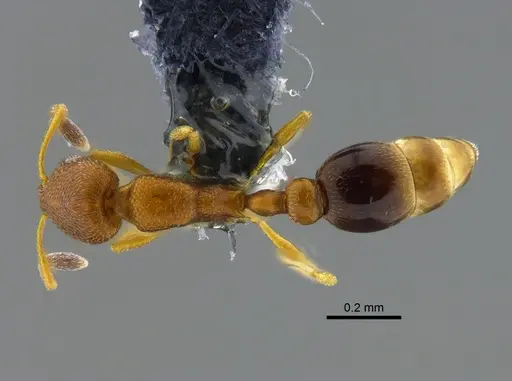 Cardiocondyla emeryi specimen IAVH-E-264167 image iavh-e-264167_1