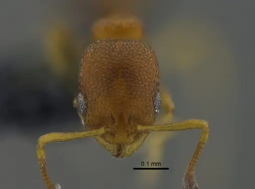 Cardiocondyla emeryi specimen IAVH-E-264167 image iavh-e-264167_2