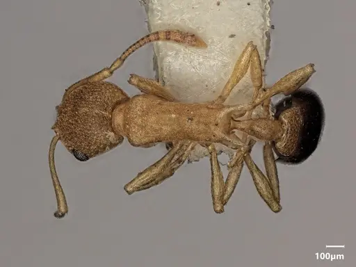 Cardiocondyla excavata specimen ANTWEB1048513 image antweb1048513_1