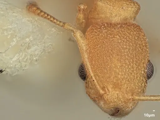 Cardiocondyla excavata specimen ANTWEB1048513 image antweb1048513_2