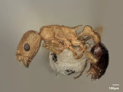 Cardiocondyla excavata specimen ANTWEB1048513 image antweb1048513_4