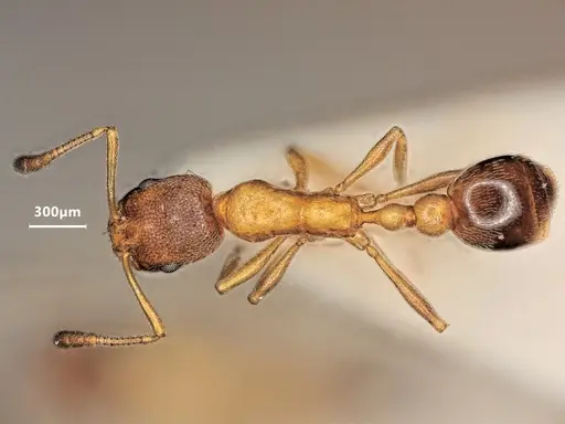 Cardiocondyla fajumensis specimen ANTWEB1048514 image antweb1048514_1