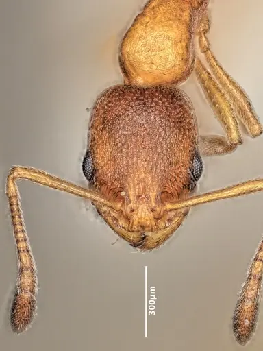 Cardiocondyla fajumensis specimen ANTWEB1048514 image antweb1048514_2