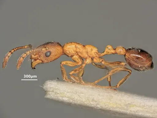 Cardiocondyla fajumensis specimen ANTWEB1048514 image antweb1048514_4