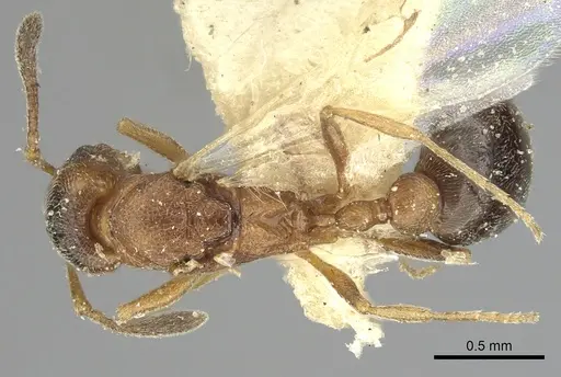 Cardiocondyla fajumensis specimen CASENT0249884 image casent0249884_1