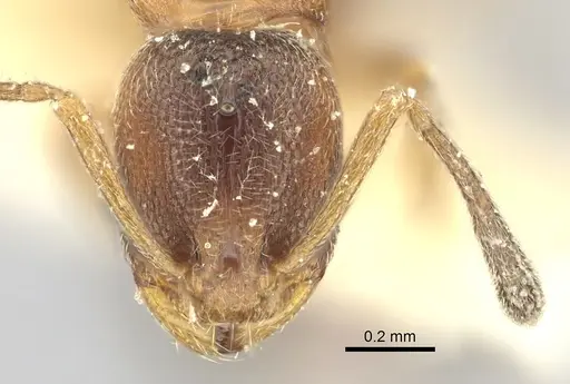Cardiocondyla fajumensis specimen CASENT0249884 image casent0249884_3