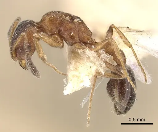 Cardiocondyla fajumensis specimen CASENT0249884 image casent0249884_4