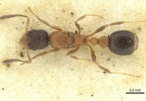 Cardiocondyla fajumensis specimen CASENT0913593 image casent0913593_1