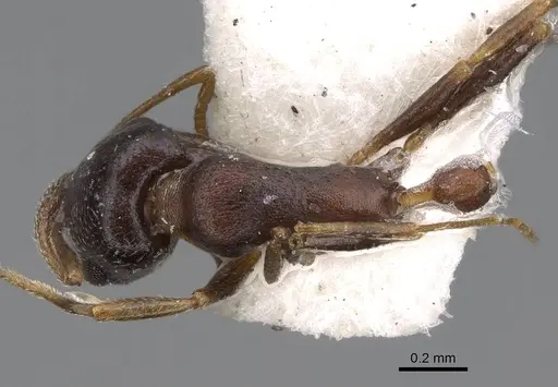 Cardiocondyla gallagheri specimen CASENT0922317 image casent0922317_1