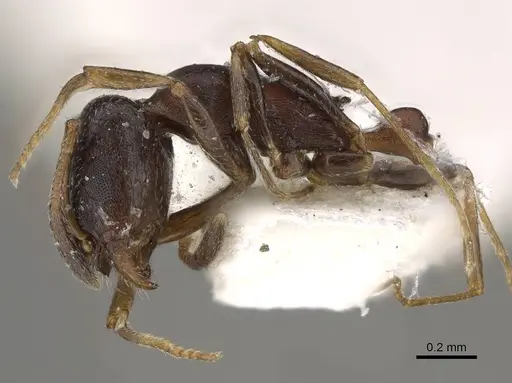 Cardiocondyla gallagheri specimen CASENT0922317 image casent0922317_3