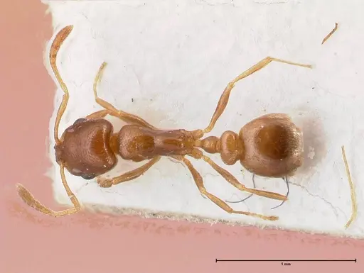 Cardiocondyla gallilaeica specimen FOCOL0734 image focol0734_1