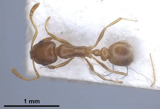 Cardiocondyla gallilaeica specimen FOCOL0734 image focol0734_2