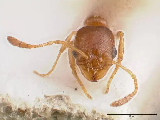 Cardiocondyla gallilaeica specimen FOCOL0734 image focol0734_3