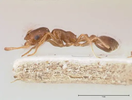 Cardiocondyla gallilaeica specimen FOCOL0734 image focol0734_5