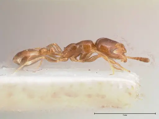 Cardiocondyla gallilaeica specimen FOCOL0734 image focol0734_6