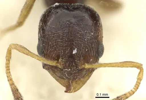 Cardiocondyla gibbosa specimen CASENT0912878 image casent0912878_2