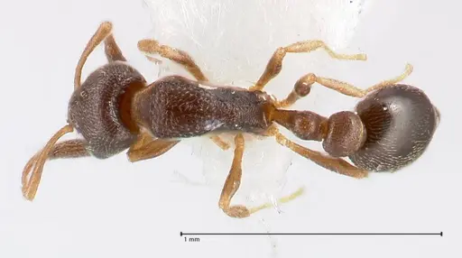 Cardiocondyla goa specimen FOCOL0733 image focol0733_1