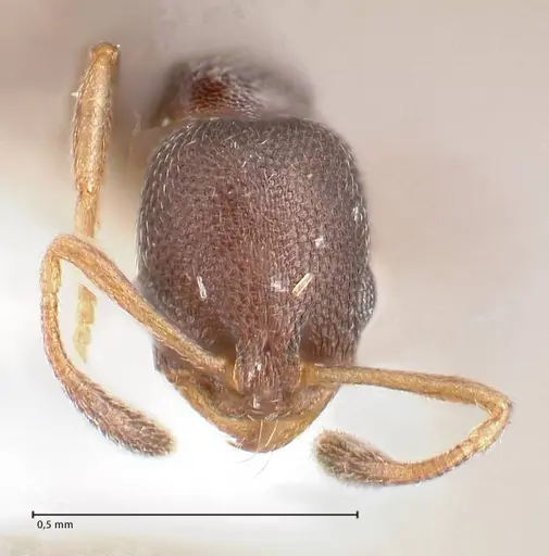 Cardiocondyla goa specimen FOCOL0733 image focol0733_3