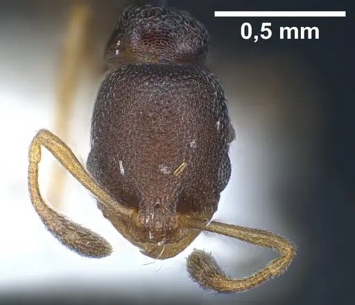 Cardiocondyla goa specimen FOCOL0733 image focol0733_4