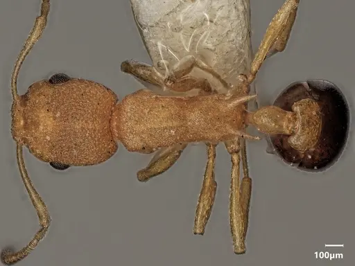 Cardiocondyla goroka specimen ANTWEB1048515 image antweb1048515_1