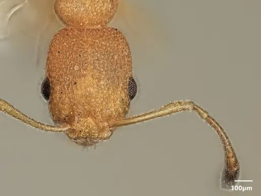 Cardiocondyla goroka specimen ANTWEB1048515 image antweb1048515_2