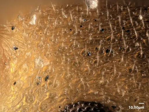 Cardiocondyla goroka specimen ANTWEB1048515 image antweb1048515_3