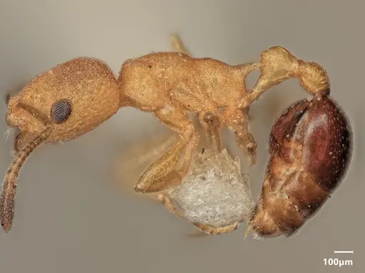 Cardiocondyla goroka specimen ANTWEB1048515 image antweb1048515_4