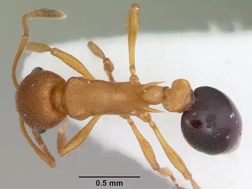 Cardiocondyla goroka specimen CASENT0103275 image casent0103275_1