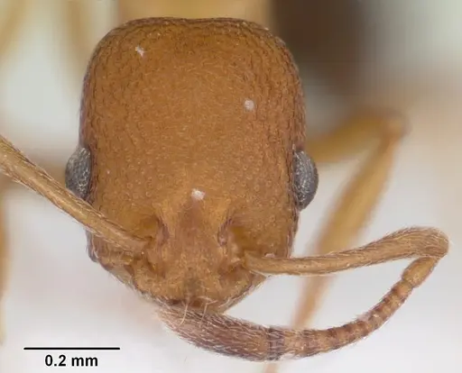 Cardiocondyla goroka specimen CASENT0103275 image casent0103275_2