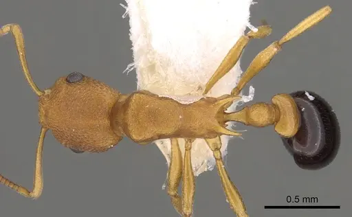 Cardiocondyla goroka specimen CASENT0901761 image casent0901761_1