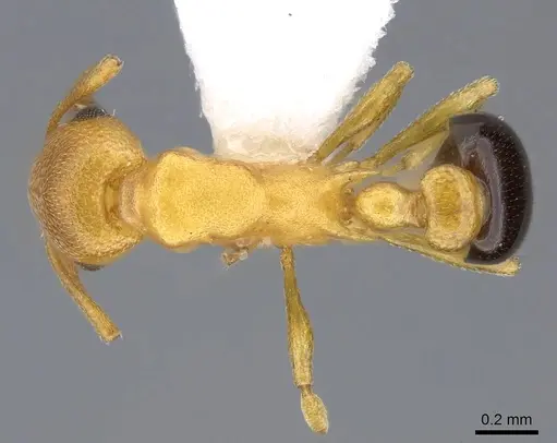 Cardiocondyla goroka specimen CASENT0914971 image casent0914971_1