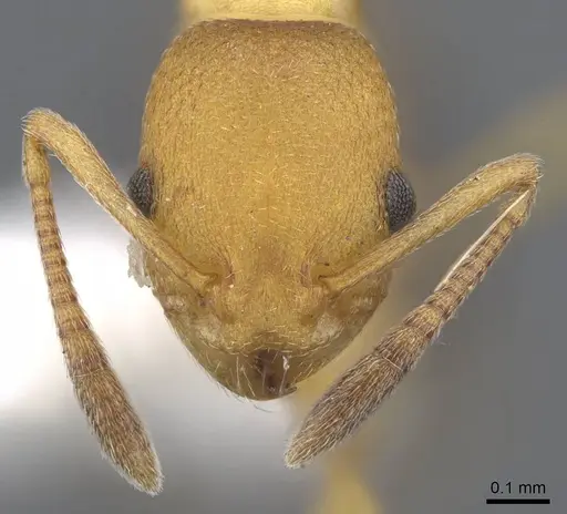 Cardiocondyla goroka specimen CASENT0914971 image casent0914971_2