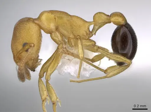 Cardiocondyla goroka specimen CASENT0914971 image casent0914971_3